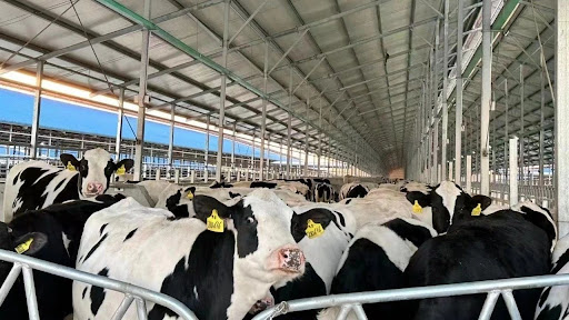 Singapore’s Freshest Dairy Brand for Quality Milk and Daily&nbsp;Freshness
